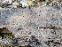 (Xenasma pulverulentum - GAVA.801)  @11 [ ] by-nc (2020) Teppo Helo Unspecified