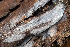 (Xenasma pruinosum - GAVA.802)  @11 [ ] by-nc (2020) Teppo Helo Unspecified