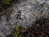  (Xenasma rimicola - GAVA.803)  @11 [ ] by-nc (2020) Teppo Helo Unspecified