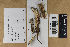  (Phanerochaete - H6014696)  @11 [ ] by-nc (2021) Marko Mutanen University of Oulu
