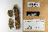  (Tapinellaceae - H6014942)  @11 [ ] by-nc (2021) Marko Mutanen University of Oulu