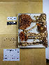  (Leccinum populinum - H6079791)  @11 [ ] by-nc (2021) Marko Mutanen University of Oulu