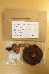  (Paxillus vernalis - H6081537)  @11 [ ] by-nc (2021) Marko Mutanen University of Oulu