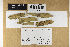  (Coniophora - H6200137)  @11 [ ] by-nc (2021) Marko Mutanen University of Oulu