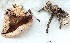  (Sowerbyella aff. radiculata - TFU.205657)  @11 [ ] by-nc (2015) Matti Kulju Unspecified