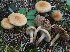  (Mallocybe cf. tomentosa - TFU.217009)  @11 [ ] by-nc (2024) Jukka Vauras Unspecified