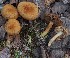  (Mallocybe cf. subgranulosa - TFU.217011)  @11 [ ] by-nc (2024) Jukka Vauras Unspecified