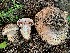  (Agaricus padanus - TFU.209721)  @11 [ ] by-nc (2021) Jukka Vauras Unspecified
