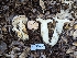  ( - HAY-F-001983)  @11 [ ] Unspecified (default): All Rights Reserved (2023) Stu Pickell FunDiS