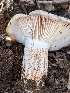  (Hygrophorus russula - HAY-F-002009)  @11 [ ] Unspecified (default): All Rights Reserved (2023) Stu Pickell FunDiS