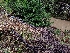  (Gloeophyllum sepiarium - HAY-F-000805)  @11 [ ] cc-by-nc (2023) Warren Cardimona FunDiS