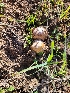  (Coprinellus bipellis - HAY-F-000414)  @11 [ ] cc-by-nc (2023) Harte Singer FunDiS