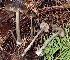  (Entoloma sp. CA12 - HAY-F-000273)  @11 [ ] CC-BY-NC (2023) Damon Tighe FunDiS