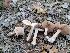  ( - HAY-F-000332)  @11 [ ] CC BY-NC 4.0 (2023) Harte Singer Fungal Diversity Survey