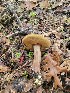  ( - HAY-F-000318)  @11 [ ] CC BY-NC 4.0 (2023) Harte Singer Fungal Diversity Survey