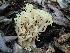  (Ramaria sp. CA02 - HAY-F-000299)  @11 [ ] CC BY-NC 4.0 (2023) Harte Singer Fungal Diversity Survey