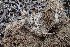  ( - HAY-F-005110)  @11 [ ] by-nc (2023) Damon Tighe Fungal Diversity Survey