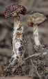  ( - HAY-F-005110)  @11 [ ] by-nc (2023) Damon Tighe Fungal Diversity Survey