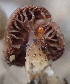  ( - HAY-F-005110)  @11 [ ] by-nc (2023) Damon Tighe Fungal Diversity Survey