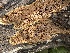  ( - HAY-F-005107)  @11 [ ] by-nc (2023) Damon Tighe Fungal Diversity Survey