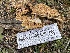  ( - HAY-F-005107)  @11 [ ] by-nc (2023) Damon Tighe Fungal Diversity Survey