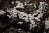  ( - HAY-F-000364)  @11 [ ] by-nc (2023) Damon Tighe Fungal Diversity Survey