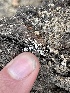  ( - HAY-F-000364)  @11 [ ] by-nc (2023) Damon Tighe Fungal Diversity Survey