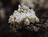  ( - HAY-F-000364)  @11 [ ] by-nc (2023) Damon Tighe Fungal Diversity Survey