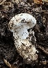  ( - LA-F-000085)  @11 [ ] c (2023) Rudy Diaz Fungal Diversity Survey