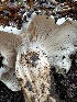  (Hygrophorus sp. CA03 - HAY-F-002590)  @11 [ ] c (2023) Rudy Diaz Fungal Diversity Survey