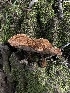  ( - HAY-F-005207)  @11 [ ] c (2023) Rudy Diaz Fungal Diversity Survey