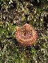  ( - HAY-F-005207)  @11 [ ] c (2023) Rudy Diaz Fungal Diversity Survey