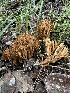  (Phaeoclavulina sp. CA01 - HAY-F-002747)  @11 [ ] c (2023) Rudy Diaz Fungal Diversity Survey