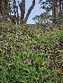  ( - HAY-F-000629)  @11 [ ] by (2023) Mandy Hackney Fungal Diversity Survey