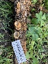  ( - HAY-F-001619)  @11 [ ] by-nc (2023) Bat Vardeh Fungal Diversity Survey