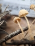  ( - HAY-F-002034)  @11 [ ] by-nc (2023) Stu Pickell Fungal Diversity Survey