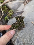  ( - HAY-F-002035)  @11 [ ] by-nc (2023) Stu Pickell Fungal Diversity Survey