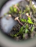  ( - HAY-F-002035)  @11 [ ] by-nc (2023) Stu Pickell Fungal Diversity Survey