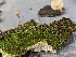  ( - HAY-F-002036)  @11 [ ] by-nc (2023) Stu Pickell Fungal Diversity Survey