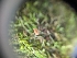  ( - HAY-F-002036)  @11 [ ] by-nc (2023) Stu Pickell Fungal Diversity Survey