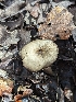  ( - HAY-F-002044)  @11 [ ] by-nc (2023) Stu Pickell Fungal Diversity Survey