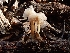  ( - HAY-F-000467)  @11 [ ] by-nc (2023) Harte Singer Fungal Diversity Survey