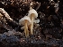  ( - HAY-F-000467)  @11 [ ] by-nc (2023) Harte Singer Fungal Diversity Survey