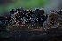  ( - HAY-F-000447)  @11 [ ] by-nc (2023) Harte Singer Fungal Diversity Survey