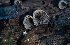  ( - HAY-F-000447)  @11 [ ] by-nc (2023) Harte Singer Fungal Diversity Survey