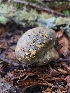  ( - HAY-F-000686)  @11 [ ] by (2023) Mandy Hackney Fungal Diversity Survey