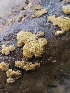  ( - HAY-F-000686)  @11 [ ] by (2023) Mandy Hackney Fungal Diversity Survey