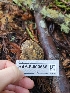  ( - HAY-F-000686)  @11 [ ] by (2023) Mandy Hackney Fungal Diversity Survey