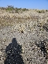  ( - HAY-F-000690)  @11 [ ] by (2023) Mandy Hackney Fungal Diversity Survey