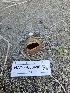  ( - HAY-F-000690)  @11 [ ] by (2023) Mandy Hackney Fungal Diversity Survey